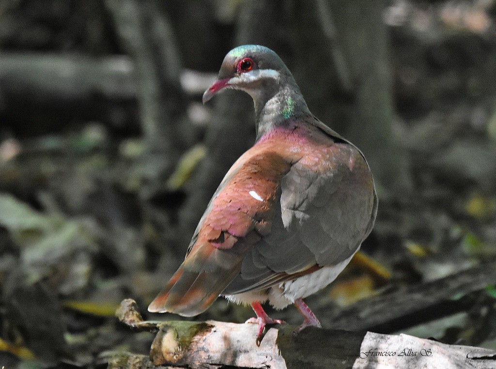 pomba-codorna roxa 