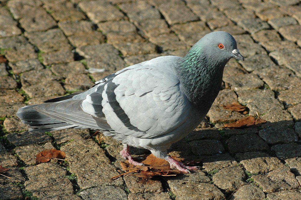 pombo domestico 