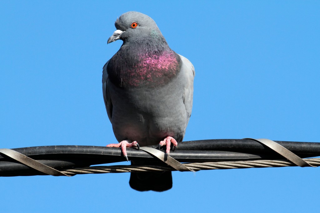 pombo domestico 