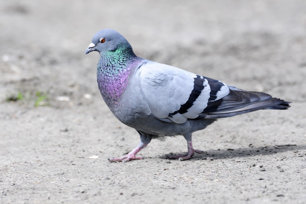 pombo domestico 