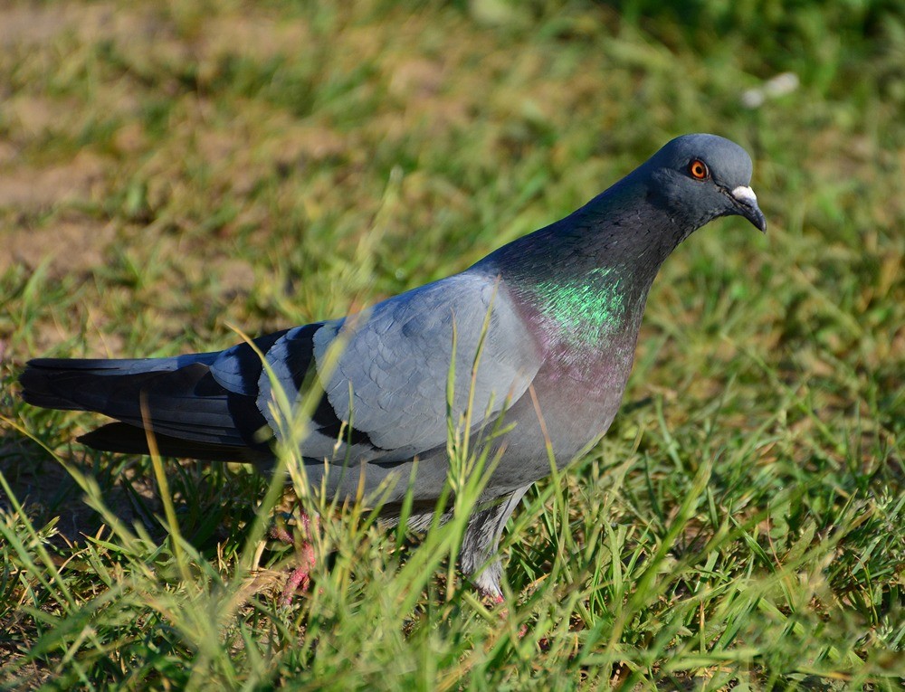 pombo domestico 