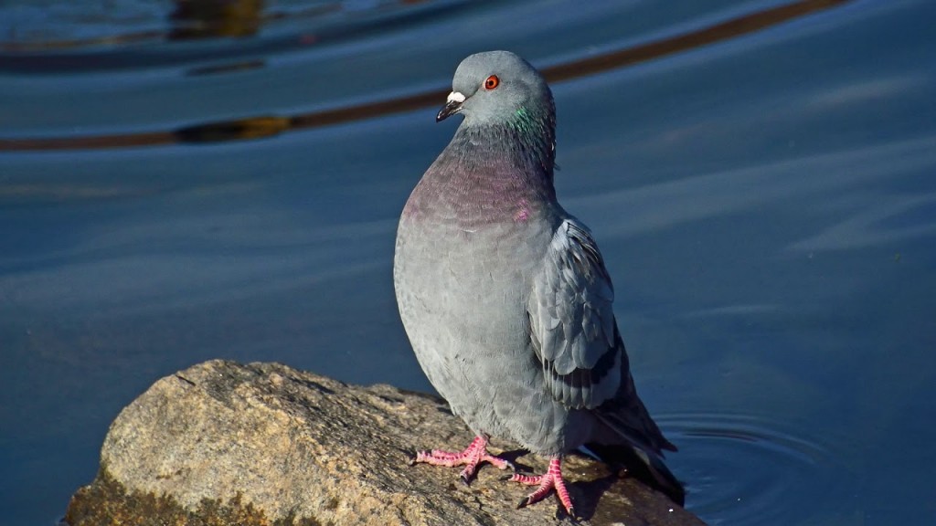 pombo domestico 