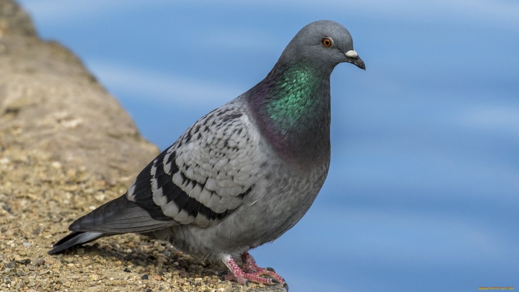 pombo domestico