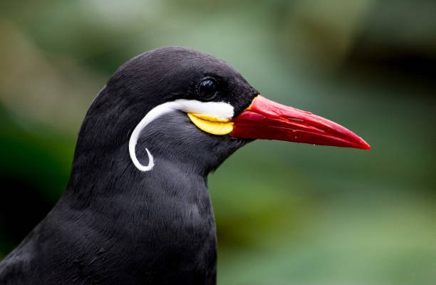 problemas causados pelo aumento de gaivotas