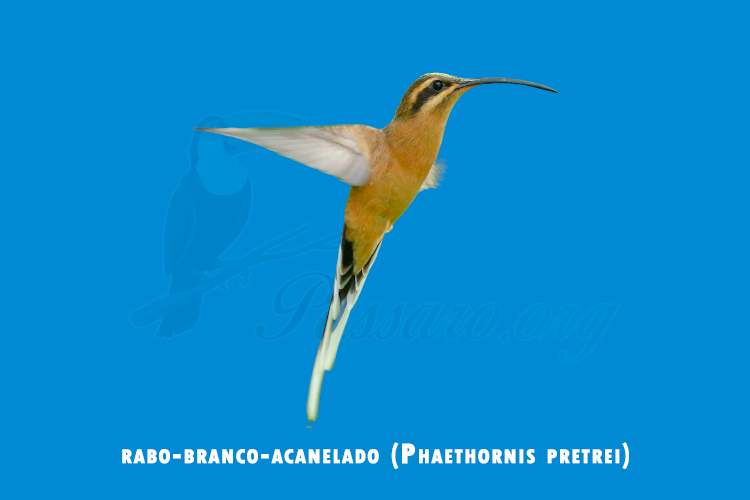 rabo-branco-acanelado (Phaethornis pretrei)