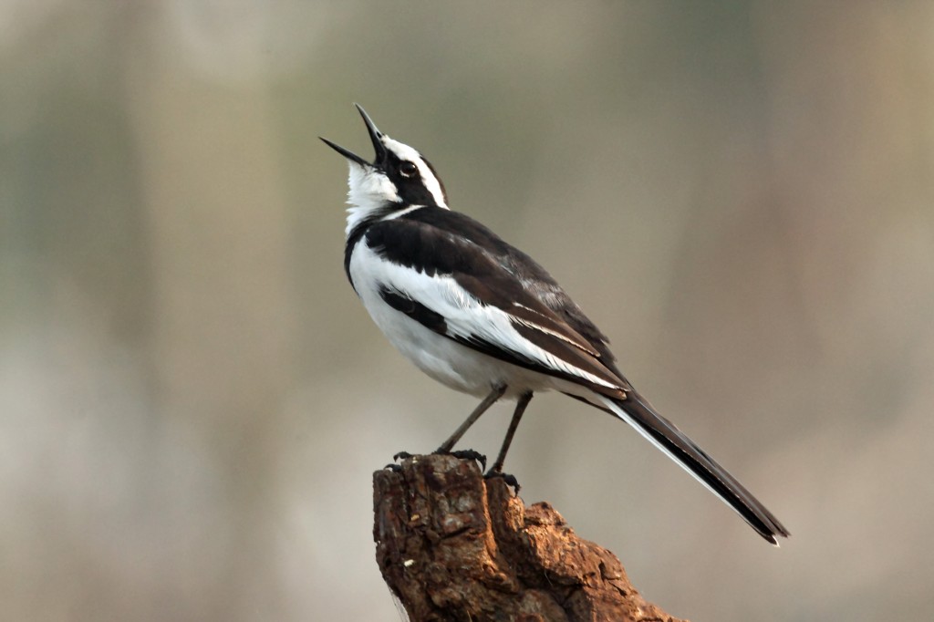 reproducao da alveola africana