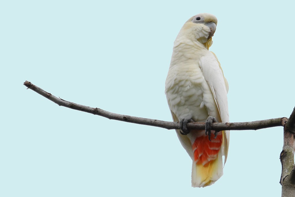 reproducao da cacatua de ventre vermelho