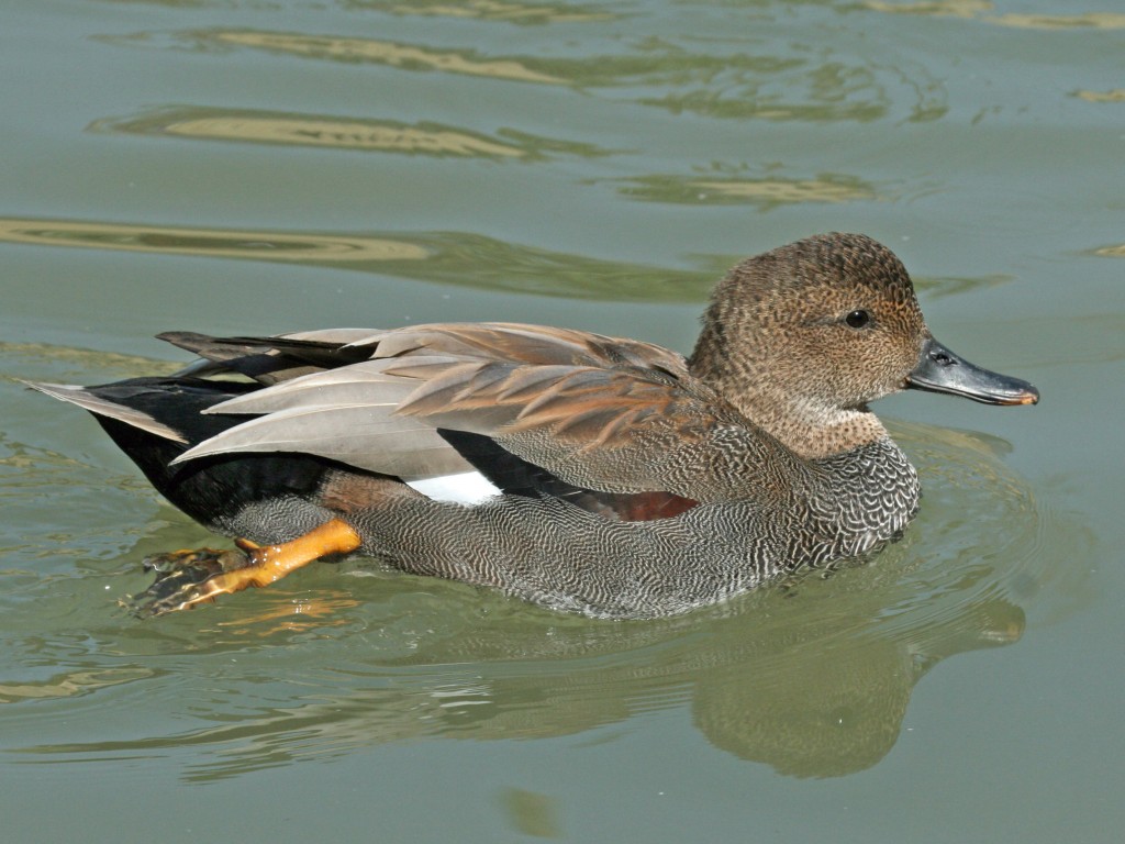 reproducao da pato frisada