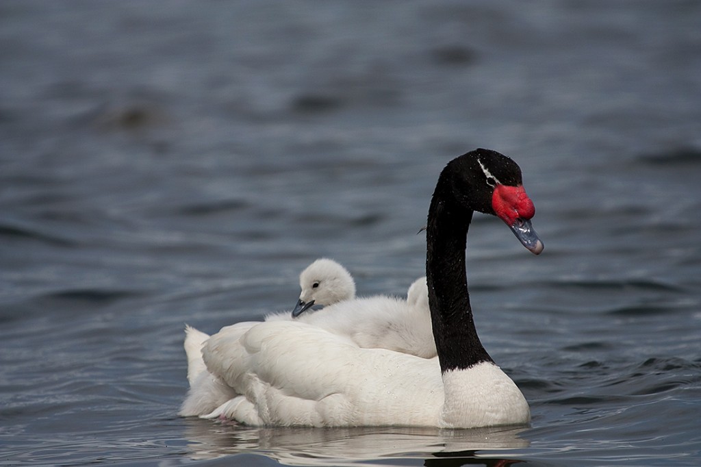 reproducao do cisne-de-pescoço-preto