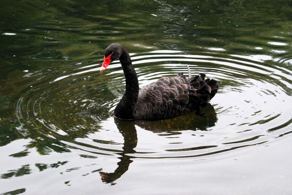 reproducao do cisne negro