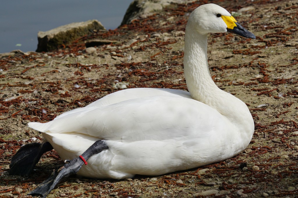 reproducao do cisne-pequeno