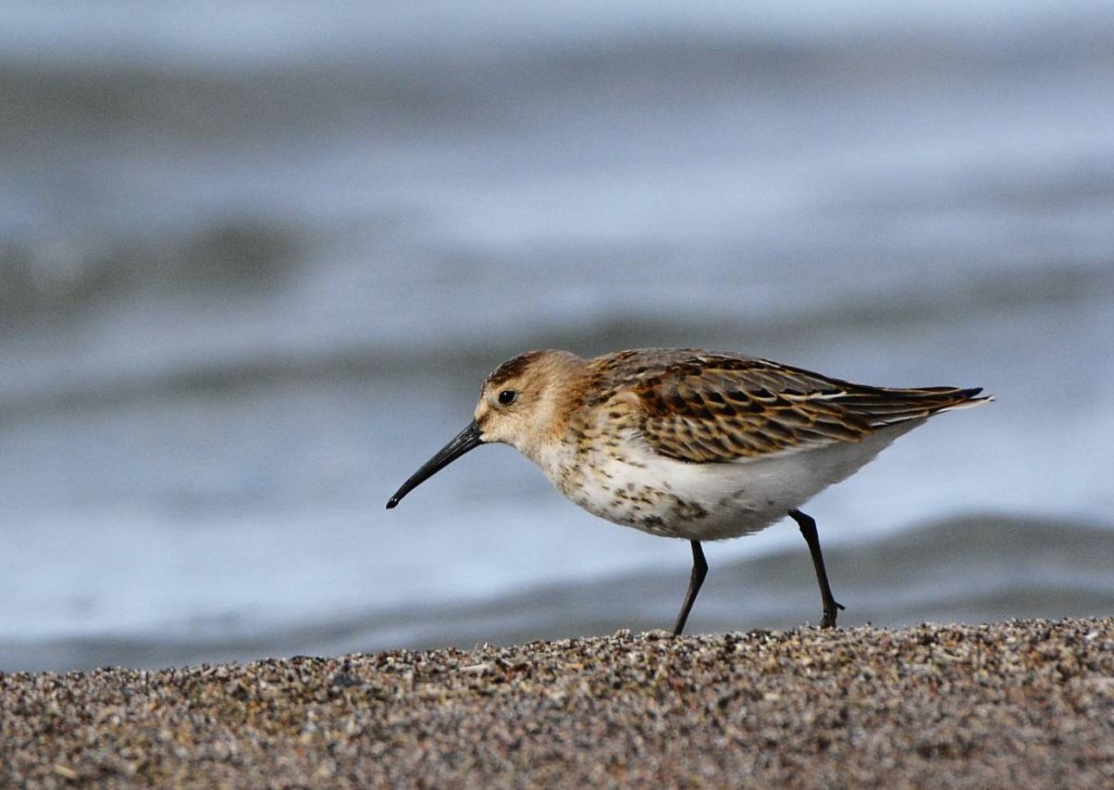 reproducao do dunlin