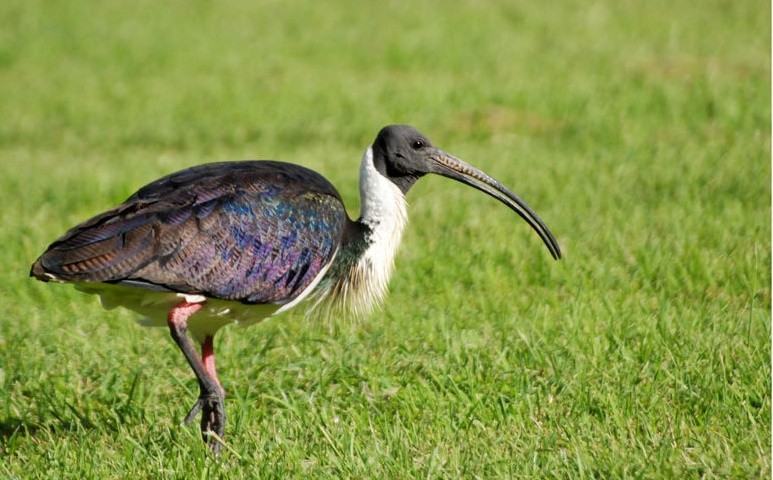 reproducao do ibis-pescoco-de-palha