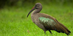 reproducao do ibis verde-oliva
