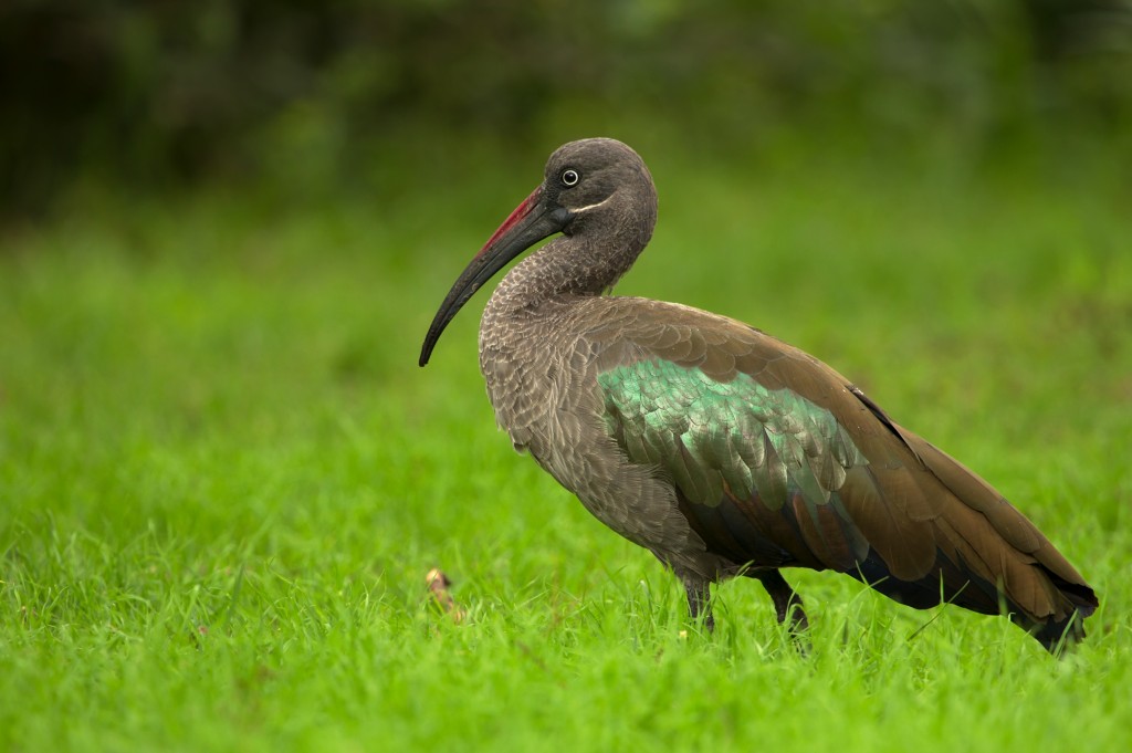 reproducao do ibis verde-oliva