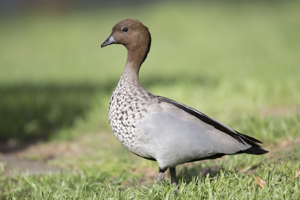 reproducao do pato-australiano