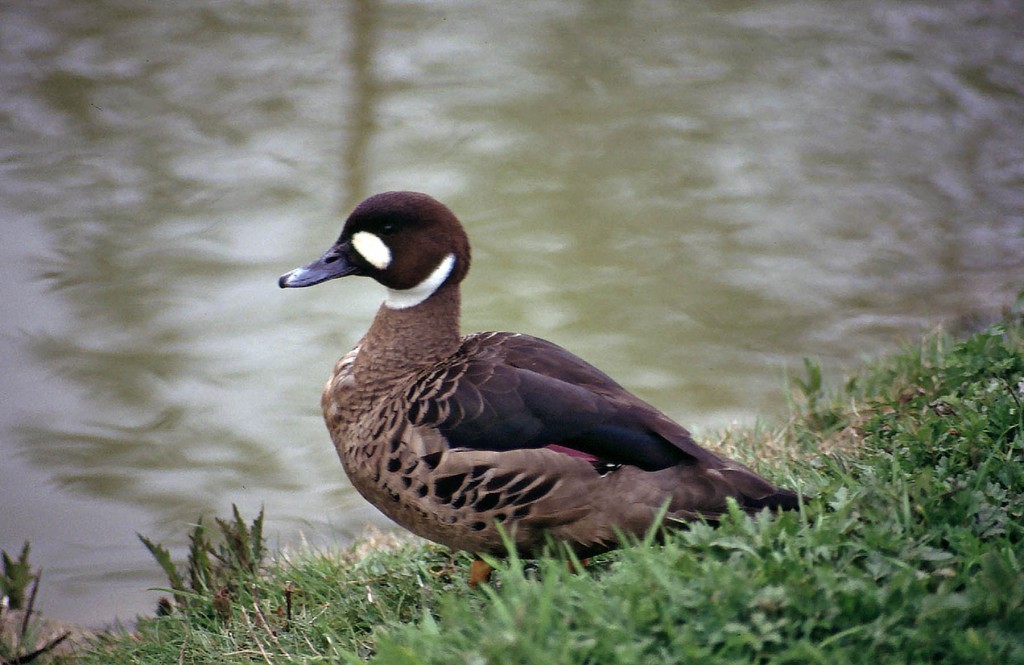 reproducao do pato-de-asas-bronze