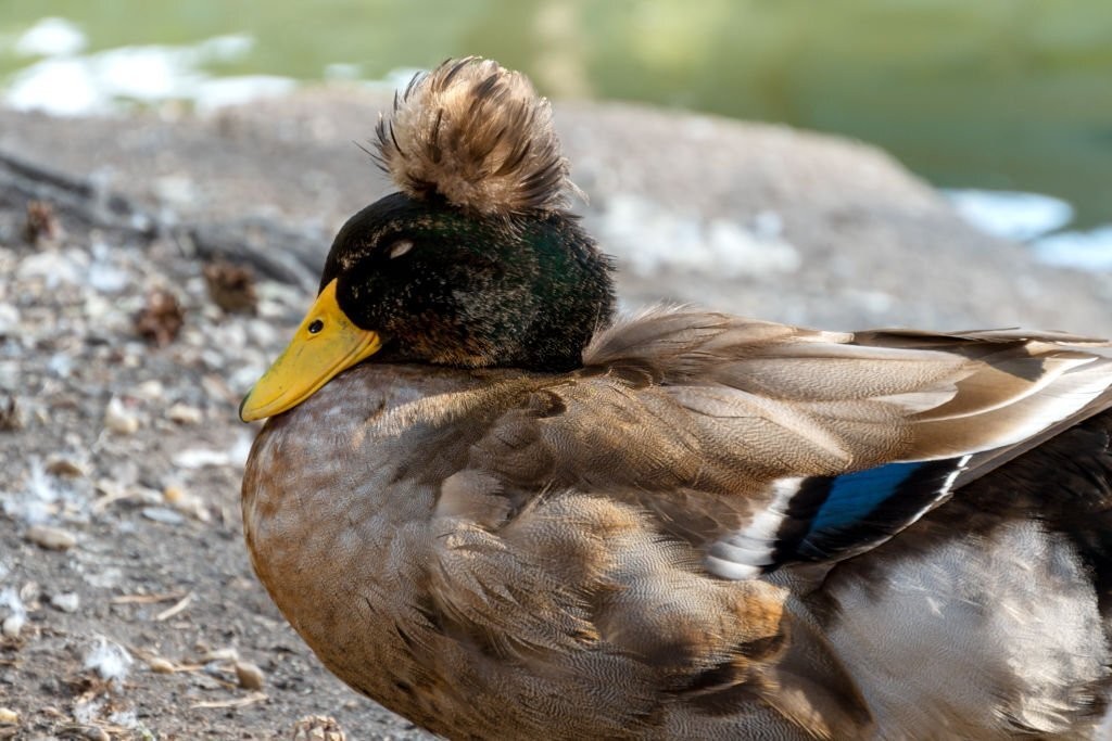 reproducao do pato-de-crista