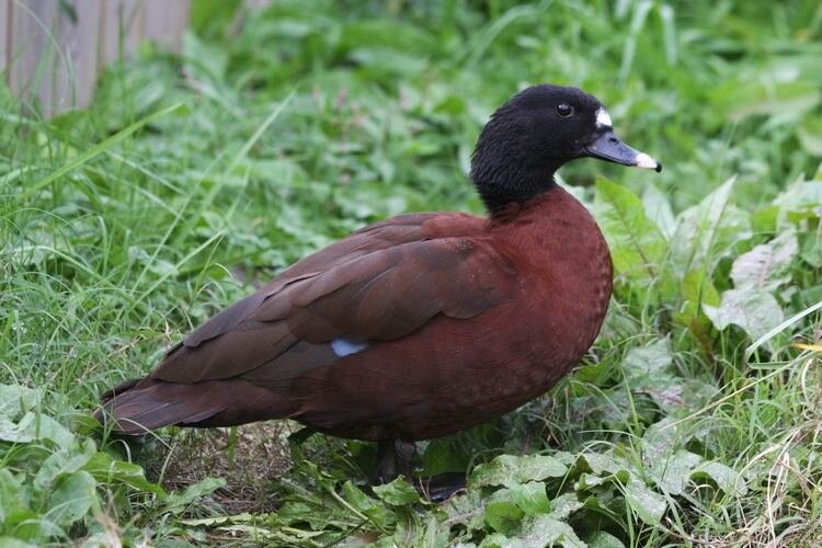 reproducao do pato-de-fronte-branca