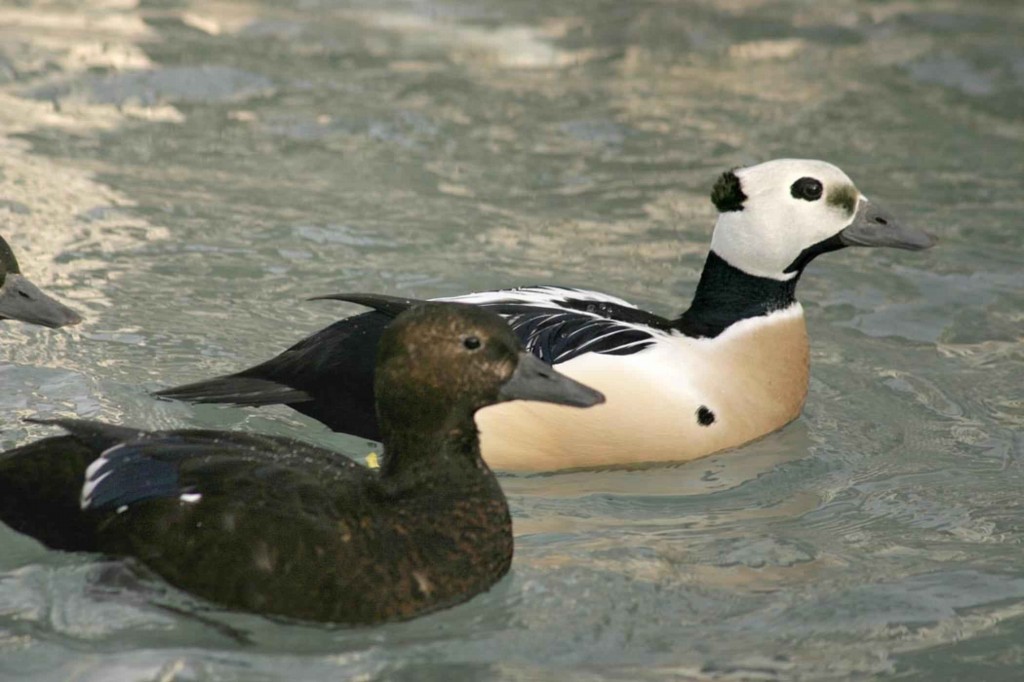 reproducao do pato-eider-de-steller