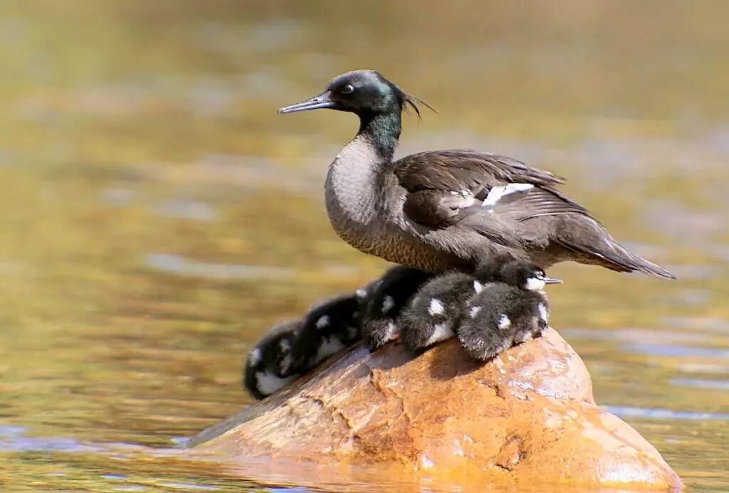 reproducao do pato-mergulhao