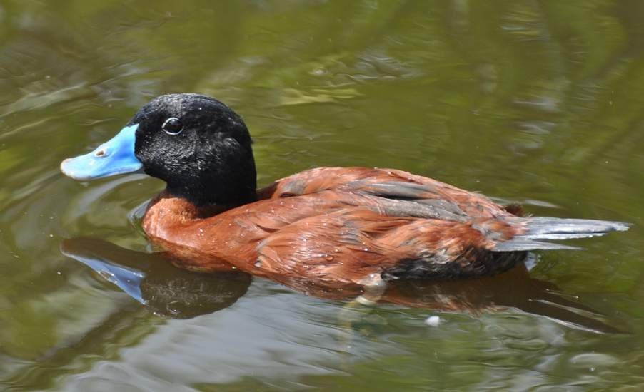 reproducao do pato ruivo africano