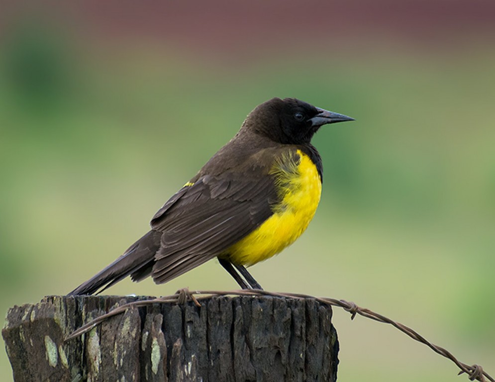 reproducao do sabia de peito amarelo