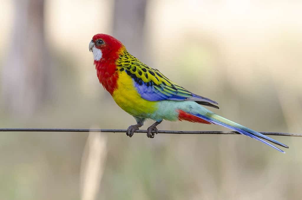 rosella