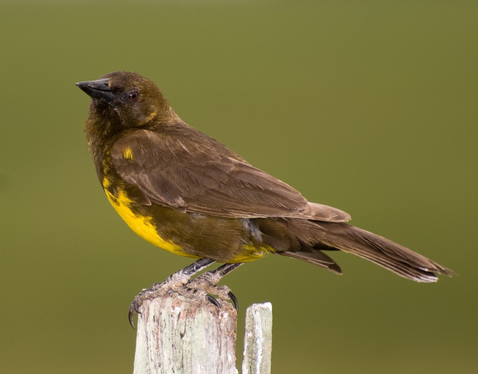 sabia de peito amarelo