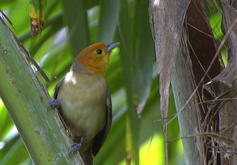 sai-canario