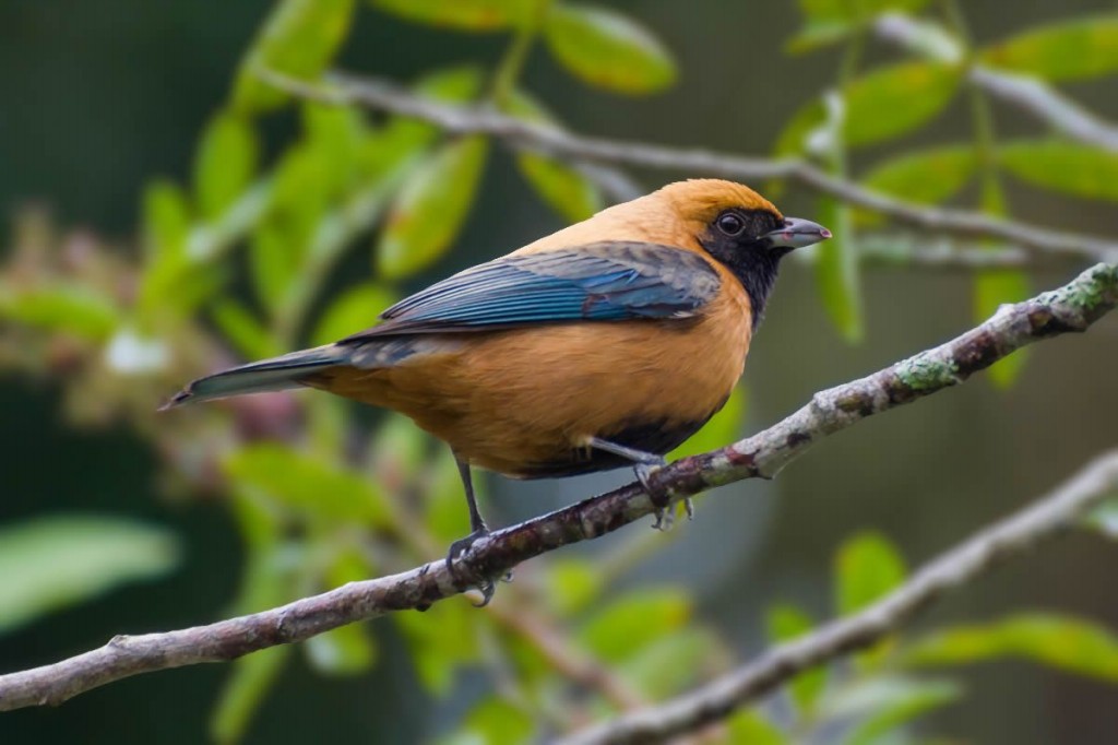 saíra-amarela (Tangara cayana)