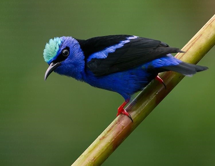 saíra-beija-flor