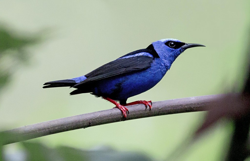 saíra-beija-flor