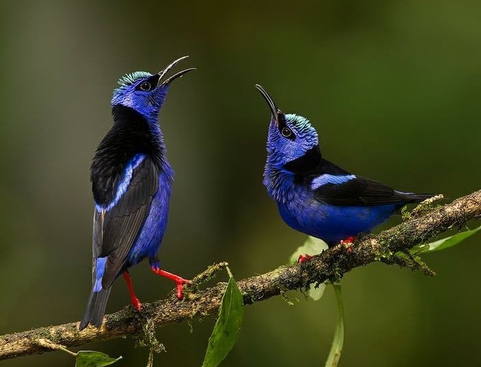 saíra-beija-flor