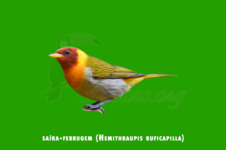 saíra-ferrugem  (Hemithraupis ruficapilla)