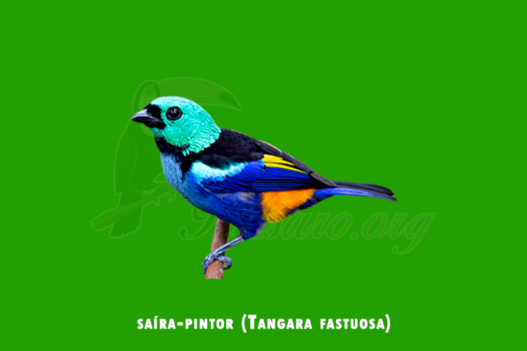 saíra-pintor (Tangara fastuosa)