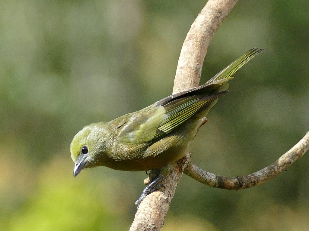 sanhaço-verde