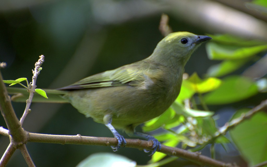 sanhaço-verde