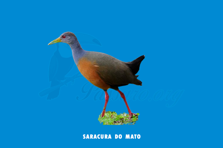 saracura do mato