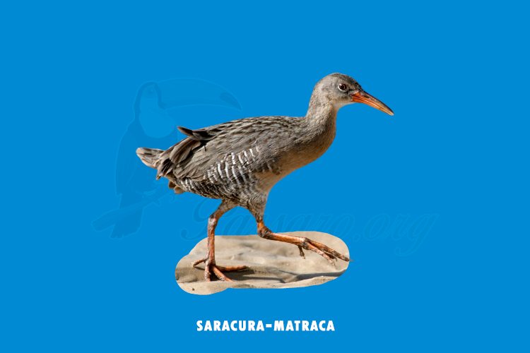 saracura-matraca