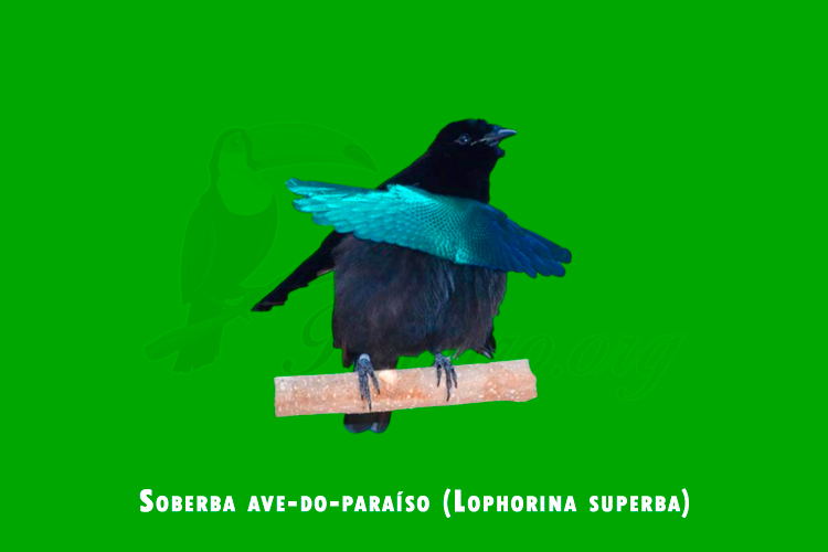 soberba ave-do-paraíso (lophorina superba)
