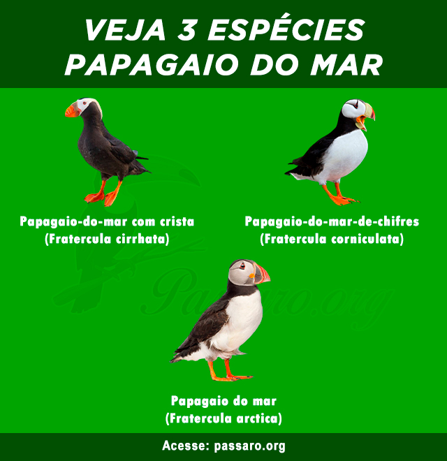 tipos de Papagaio do mar