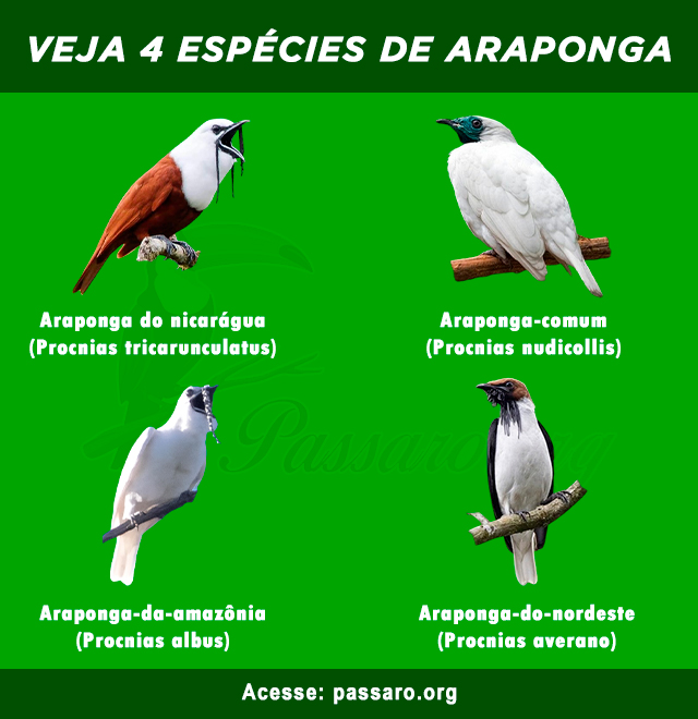 tipos de araponga