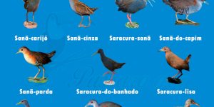 tipos de aves Sanã