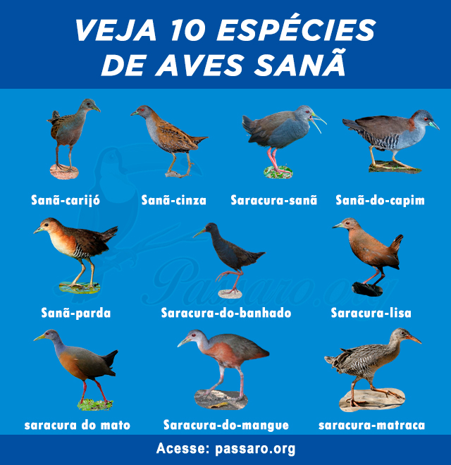tipos de aves Sanã