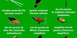 tipos de aves do paraiso