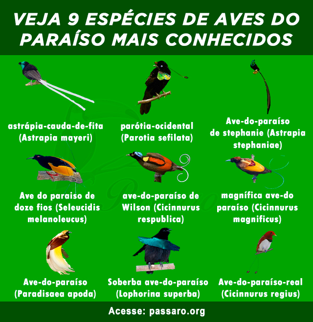 tipos de aves do paraiso