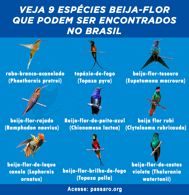 tipos de beija-flor que podem ser encontrados no Brasil