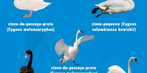 tipos de cisnes