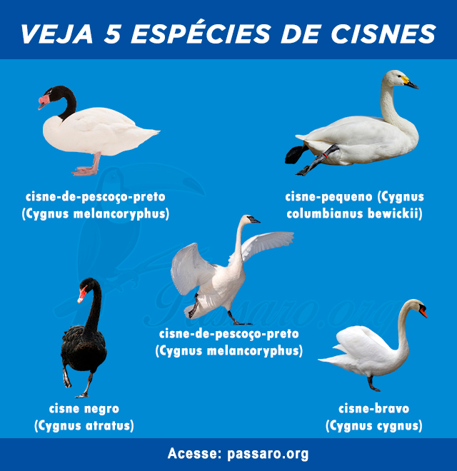 tipos de cisnes